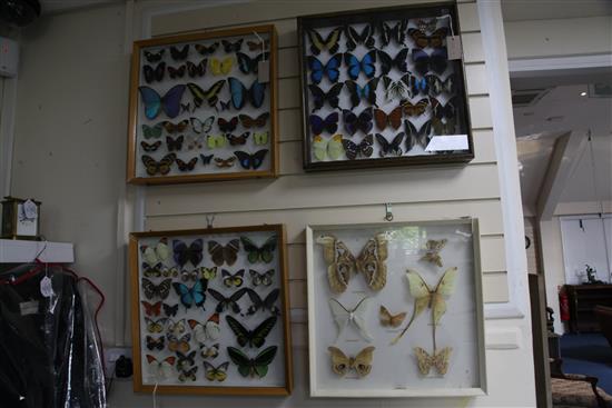 A collection of various European and exotic butterflies housed in four glazed wooden case, largest case 18 x 18in.